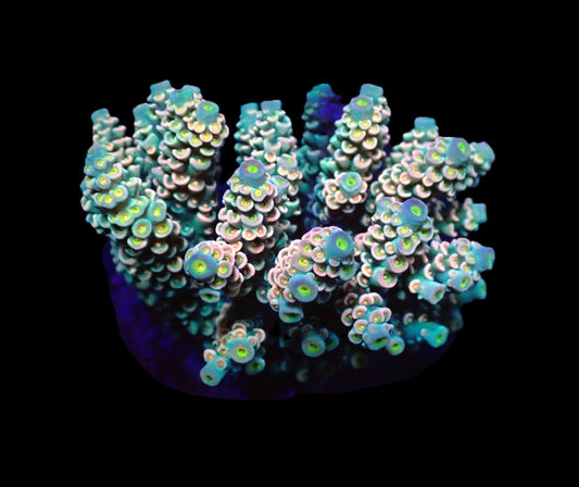 Acropora bifaria (Cherry Bomb) – WYSIWYG Koralle
