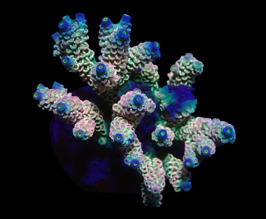 Acropora bifaria (Homewrecker) – WYSIWYG Koralle