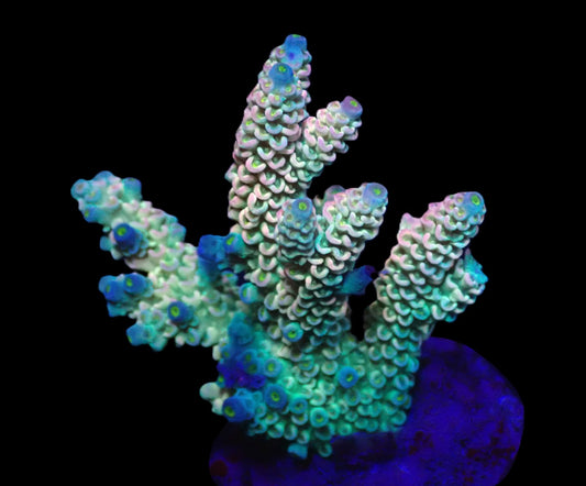 Acropora bifaria (Homewrecker) – WYSIWYG Koralle
