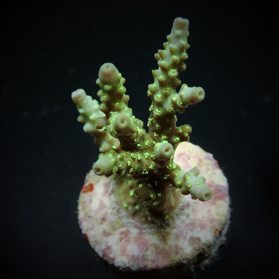 Acropora chesterfieldensis – kultivierter SPS-Ableger