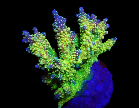 Acropora divaricata (Joe's Mango Garden) – WYSIWYG Koralle