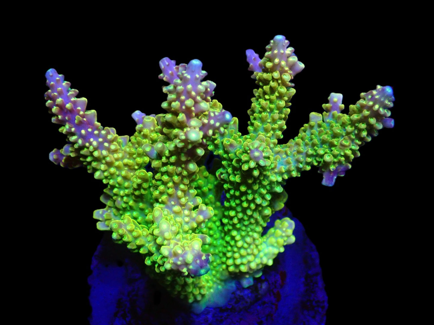 Acropora divaricata (Joe's Mango Garden) – WYSIWYG Koralle