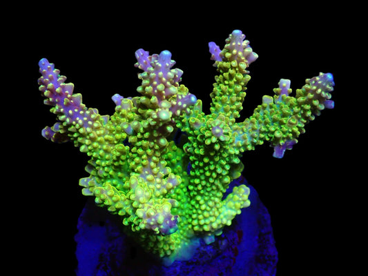 Acropora divaricata (Joe's Mango Garden) – WYSIWYG Koralle