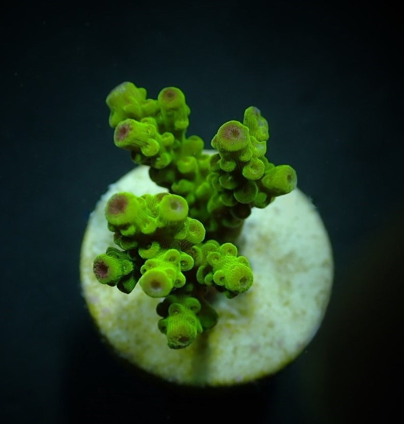Acropora florida – kultivierter SPS-Ableger