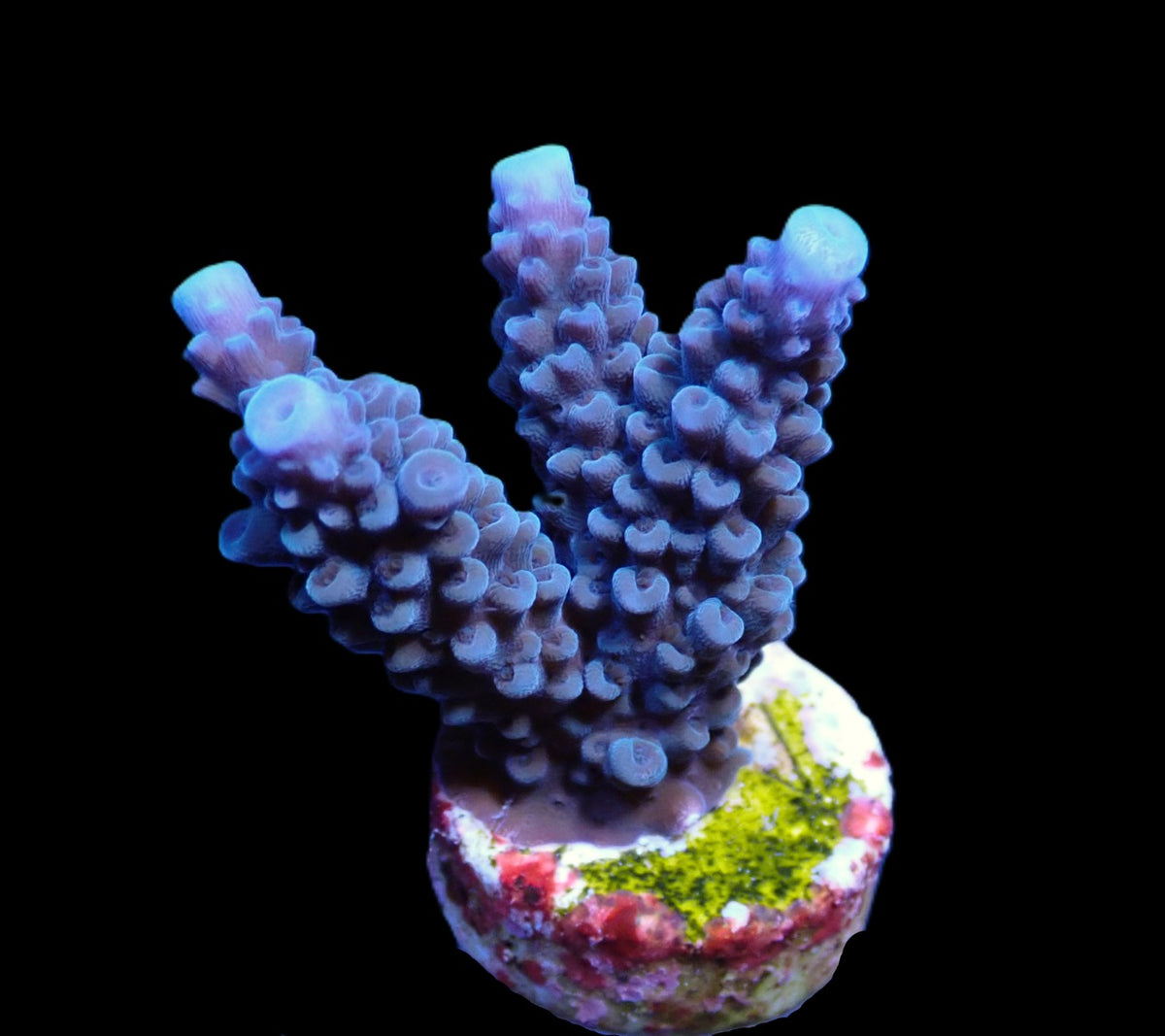 Acropora formosa Blue – kultivierter SPS-Ableger