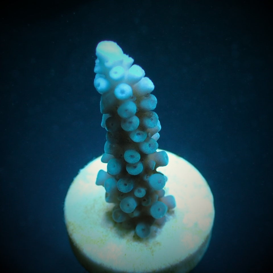 Acropora gomezi – kultivierter SPS-Ableger