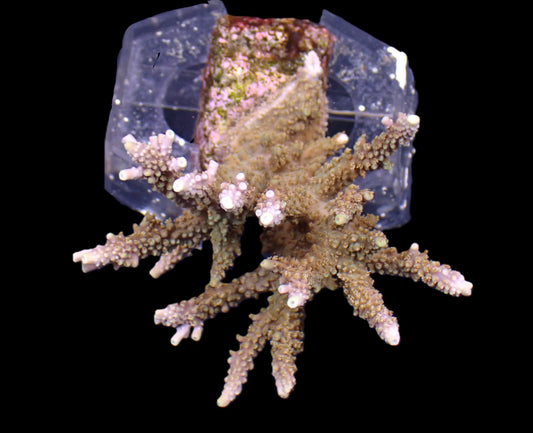 Acropora horrida – WYSIWYG Koralle