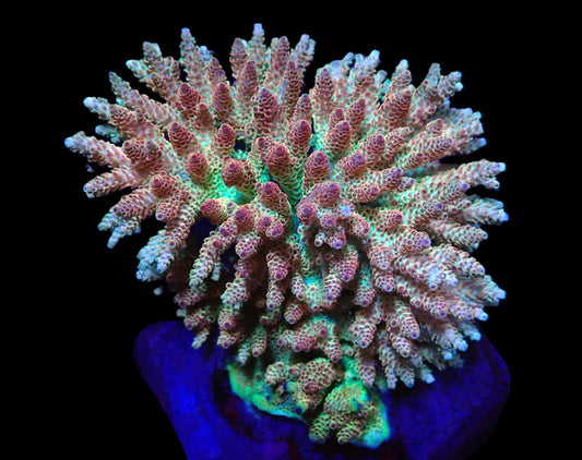 Acropora hyacinthus (Red Planet) (XL) – WYSIWYG Koralle