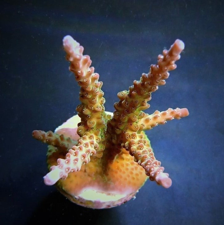 Acropora loisetteae – kultivierter SPS-Ableger