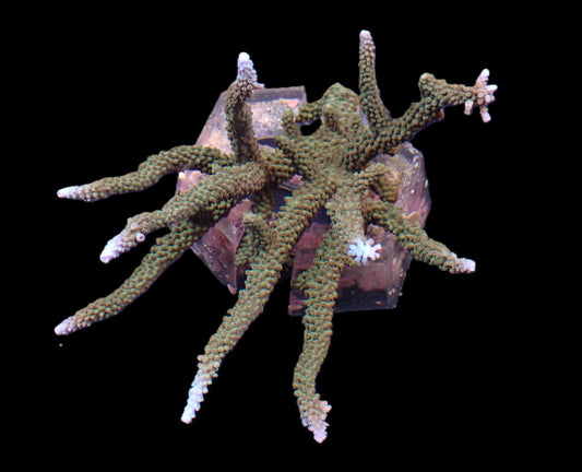Acropora microphthalma (Abrolhos Islands) – WYSIWYG Koralle