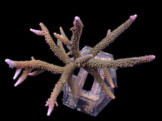 Acropora microphthalma (Abrolhos Islands) – WYSIWYG Koralle