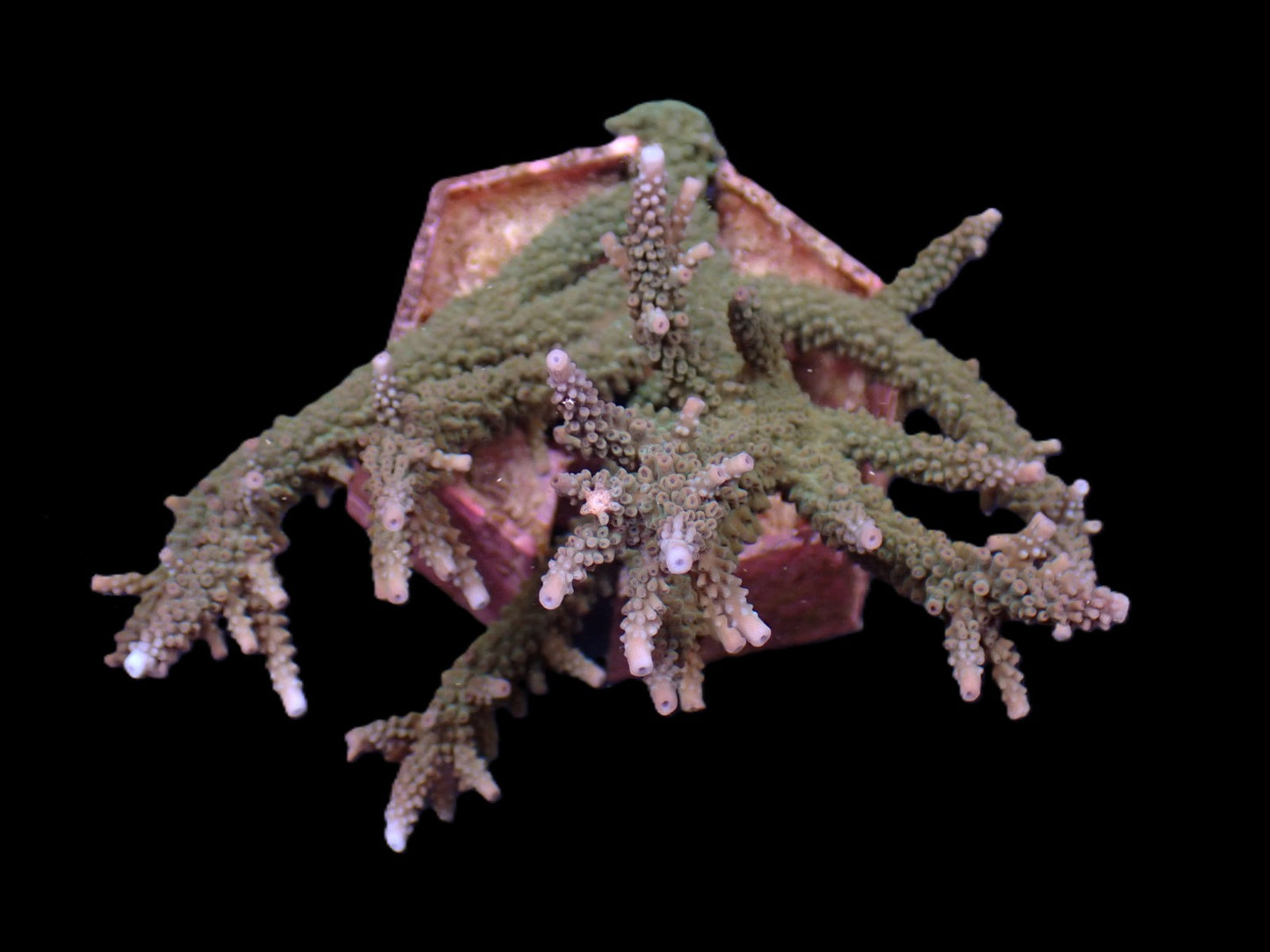 Acropora microphthalma (Abrolhos Islands) – WYSIWYG Koralle