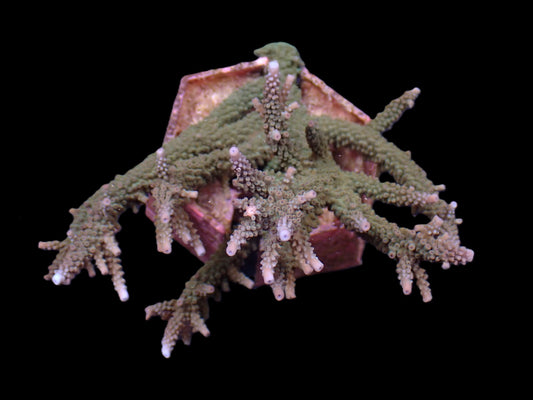 Acropora microphthalma (Abrolhos Islands) – WYSIWYG Koralle