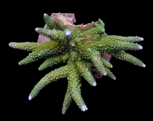Acropora microphthalma (Abrolhos Islands) – WYSIWYG Koralle