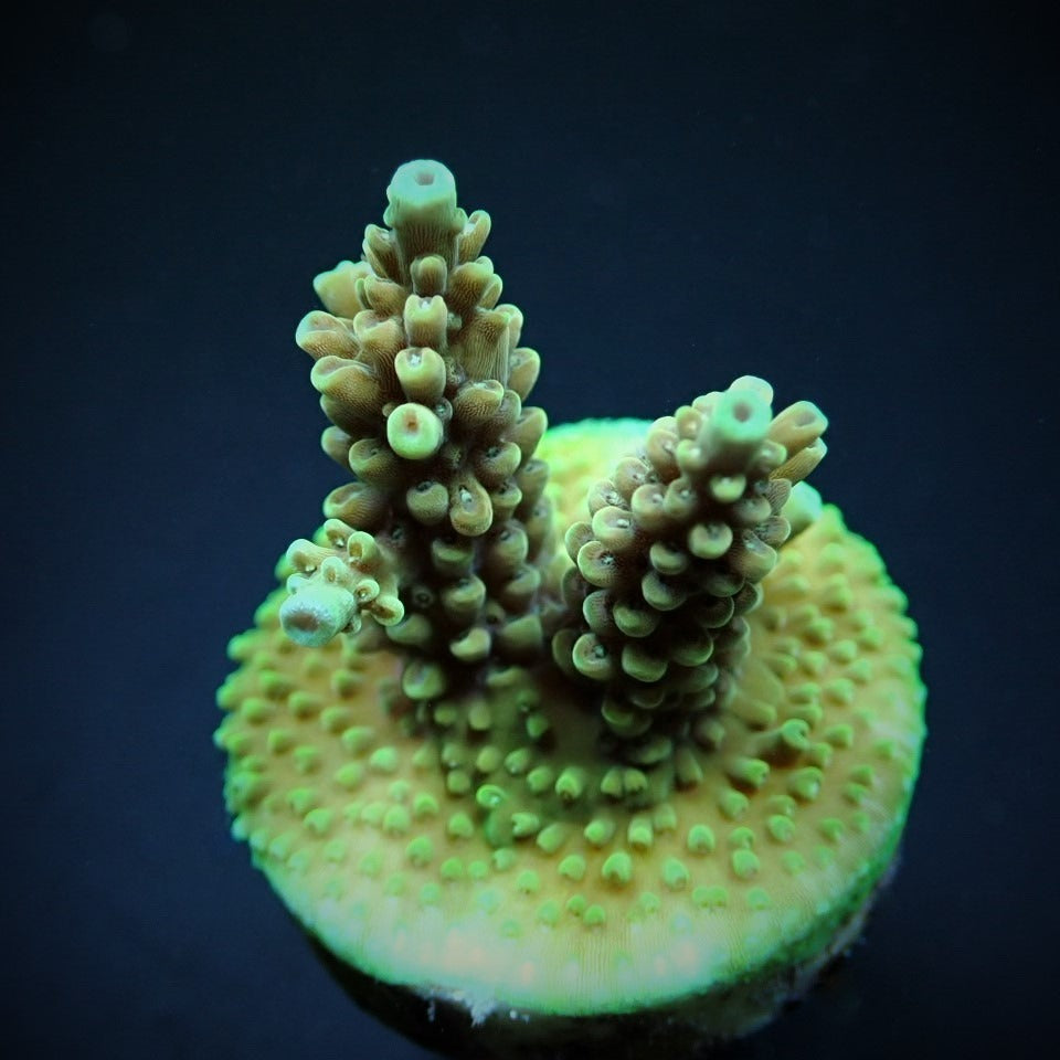 Acropora nasuta – kultivierter SPS-Ableger