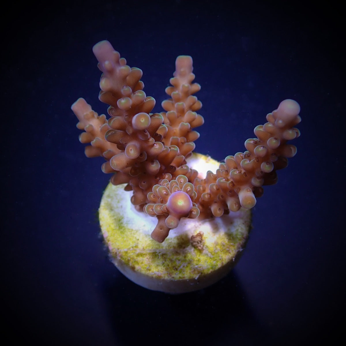 Acropora secale – kultivierter SPS-Ableger