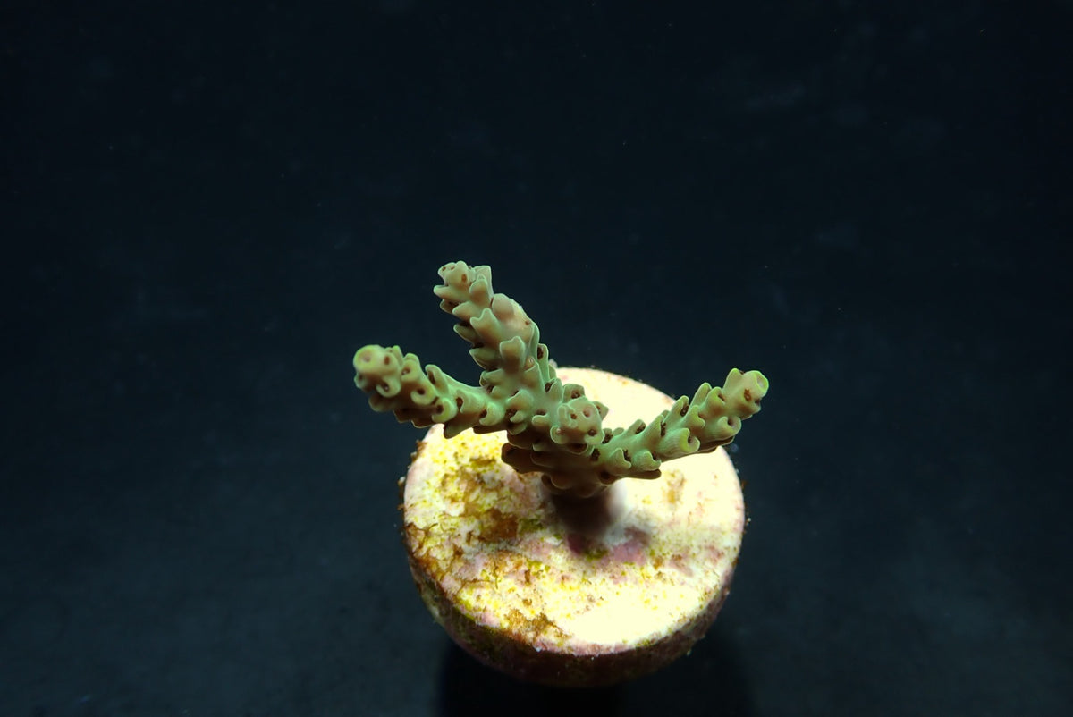 Acropora selago – kultivierter SPS-Ableger