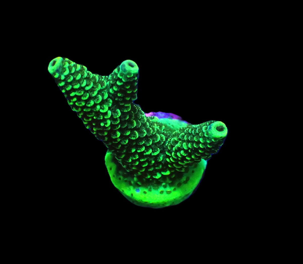 Acropora sp. Green – kultivierter SPS-Ableger