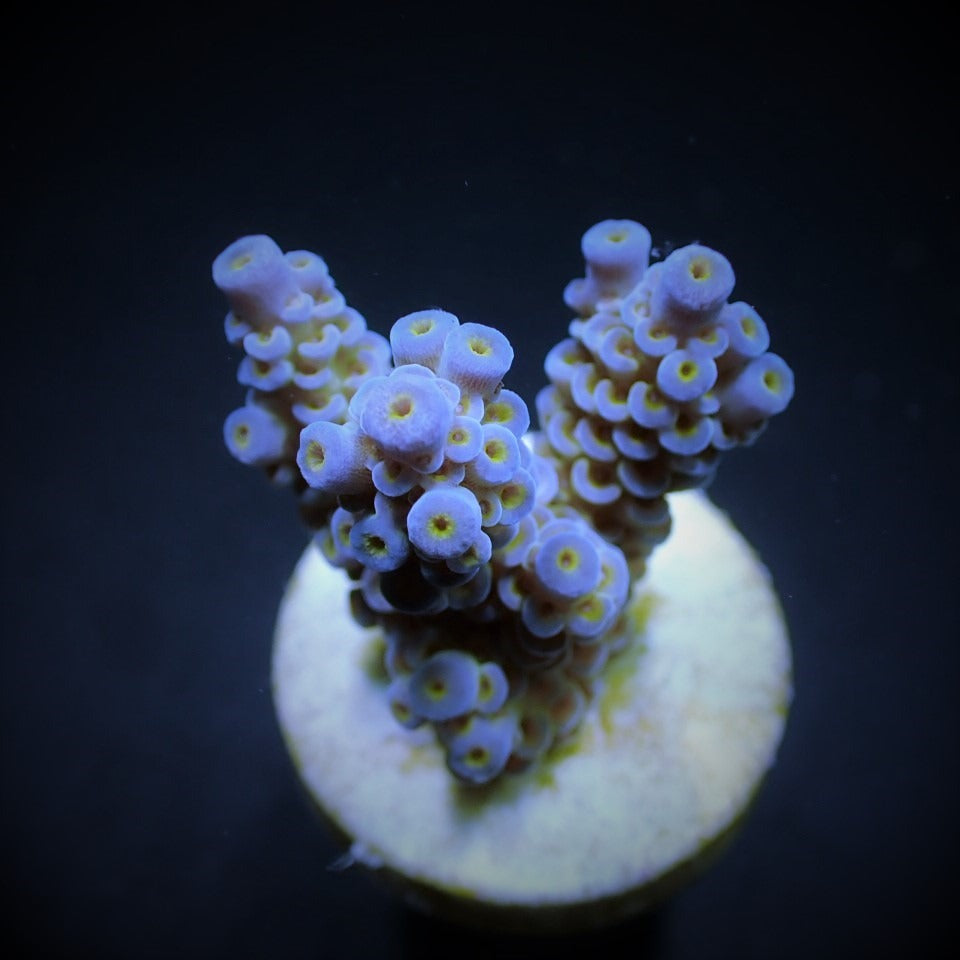 Acropora tenuis Blueish – kultivierter SPS-Ableger