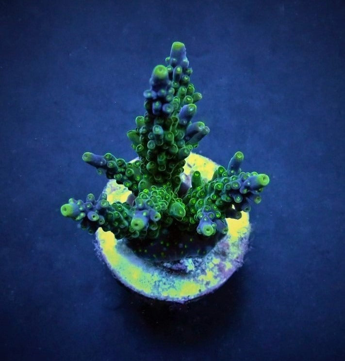 Acropora valida – kultivierter SPS-Ableger