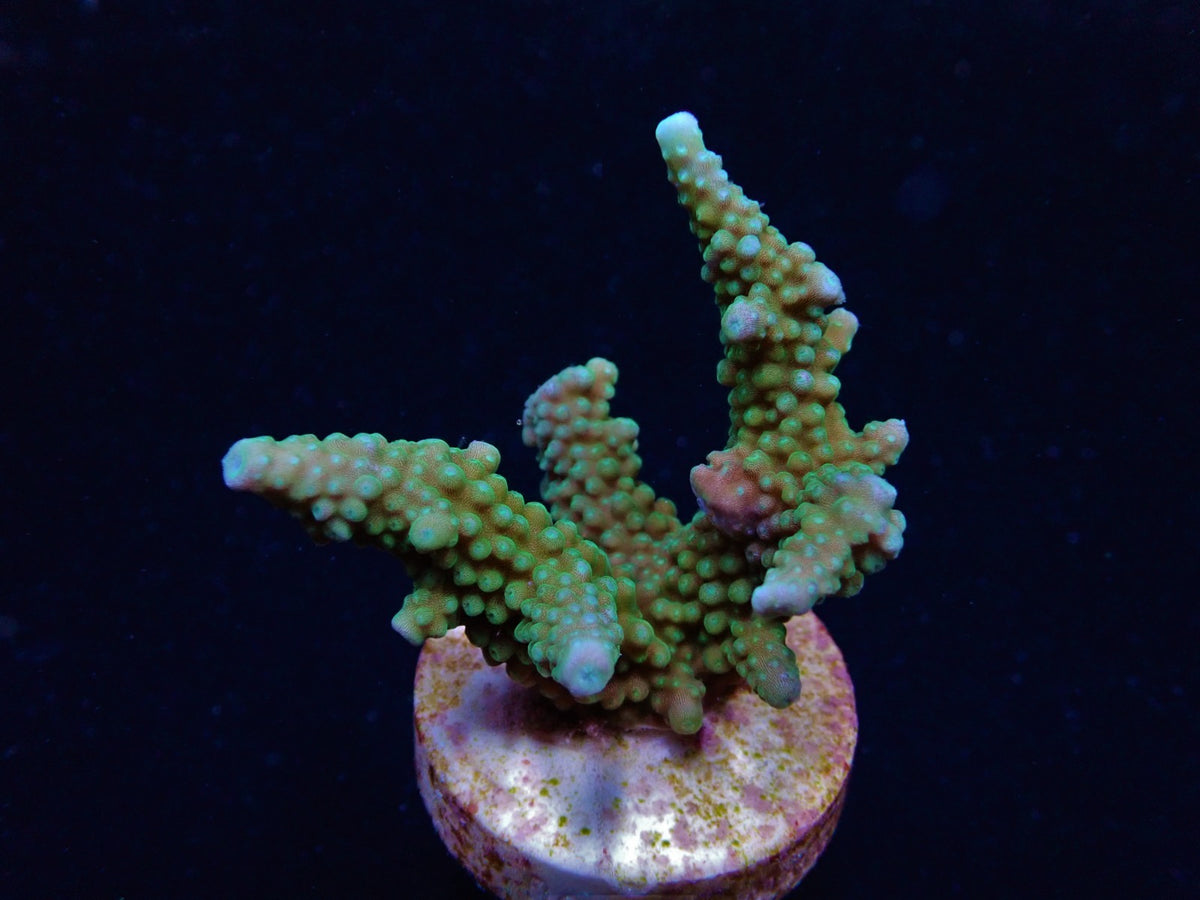 Acropora yongei – kultivierter SPS-Ableger