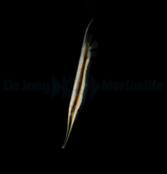 Aeoliscus strigatus (Nachzucht)
