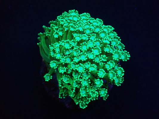 Alveopora sp. (Green) – WYSIWYG Koralle