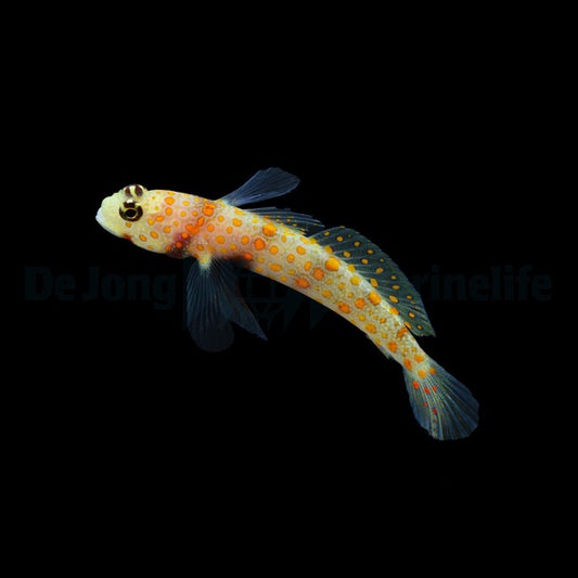 Amblyeleotris guttata – Gefleckte Wächtergrundel