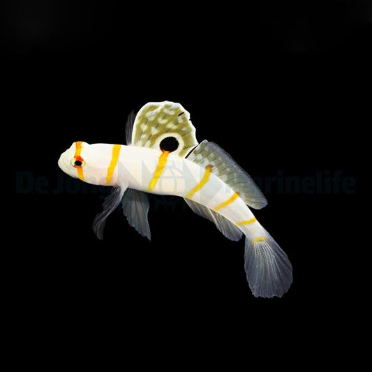 Amblyeleotris randalli – Randalls Wächtergrundel