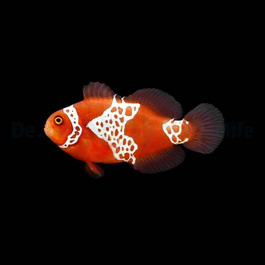 Gibbosus-Maroon-Clownfisch – Amphiprion biaculeatus „gibbosus“ (Nachzucht)