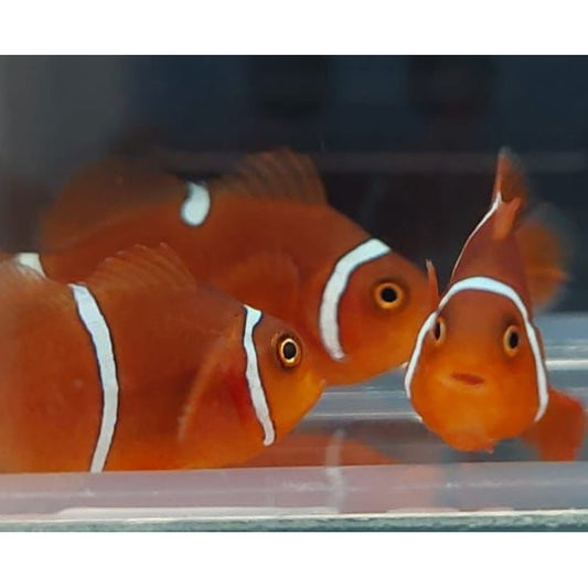 Gibbosus-Maroon-Clownfisch „Morscode“ – Amphiprion gibbosus