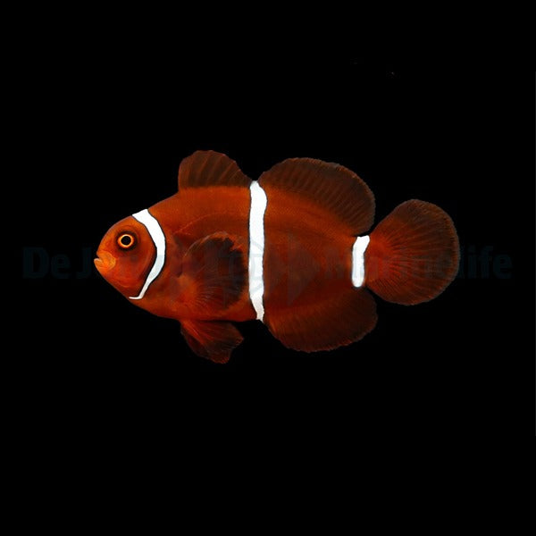 Maroon-Clownfisch – Amphiprion biaculeatus (Nachzucht)
