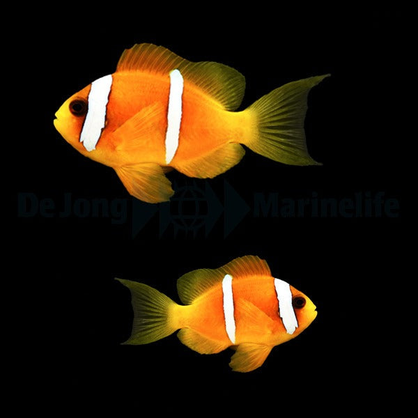 Amphiprion bicinctus (Zweibinden-Anemonenfisch)