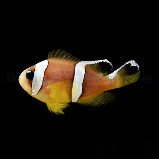 Zweibinden-Anemonenfisch „Pearl Eye“ – Amphiprion bicinctus (Pearl Eye, Nachzucht)