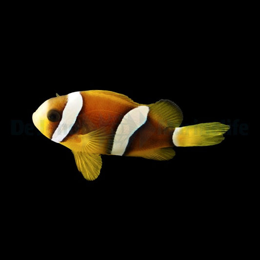Clarks Anemonenfisch – Amphiprion clarkii (Nachzucht)