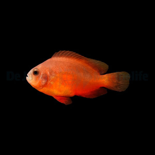 Sattel-Rücken-Anemonenfisch – Amphiprion ephippium (Nachzucht)
