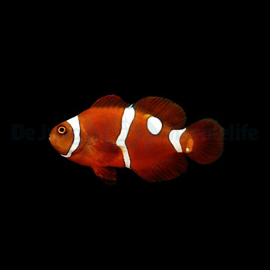 Rotmeer-Anemonenfisch „Snowdrop“ – Amphiprion epigrammata (Snowdrop, Nachzucht)