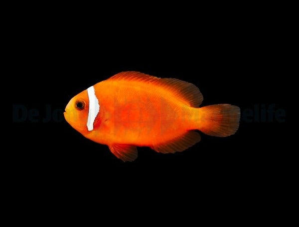 Amphiprion frenatus Nachzucht