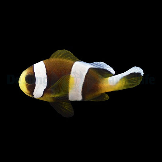 Madagaskar-Anemonenfisch – Amphiprion latifasciatus (Nachzucht)