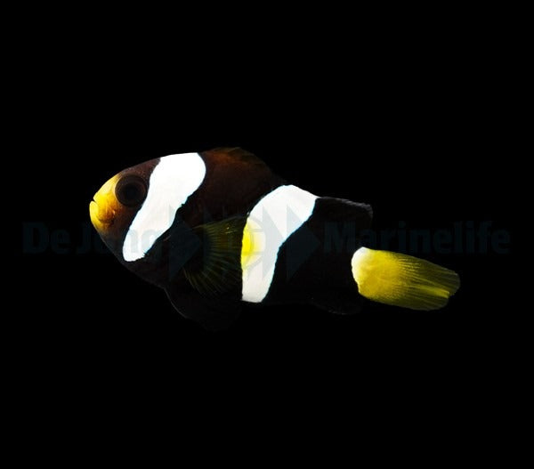 Clarks Anemonenfisch „Black“ – Amphiprion clarkii (Black, Nachzucht)