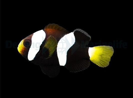 Milii-Anemonenfisch – Amphiprion mccullochi Nachzucht