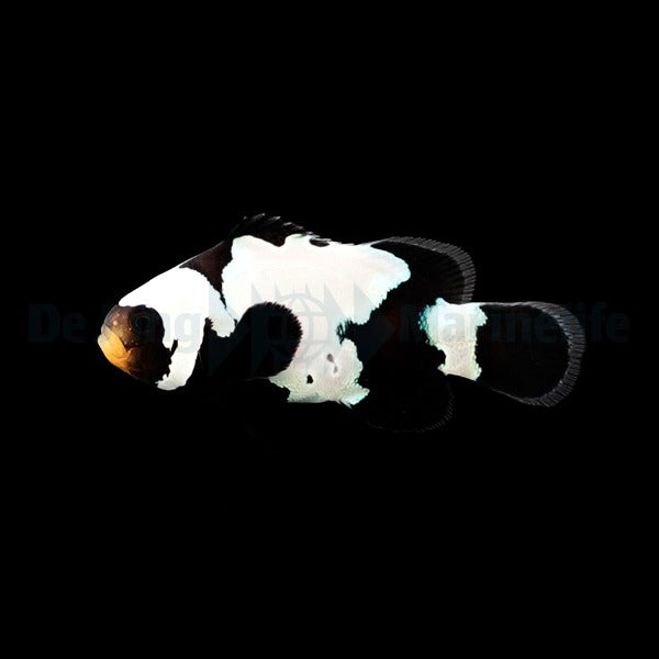 Ocellaris-Anemonenfisch „Black Premium Snowflake“ – Amphiprion ocellaris (Black Premium Snowflake, Nachzucht)
