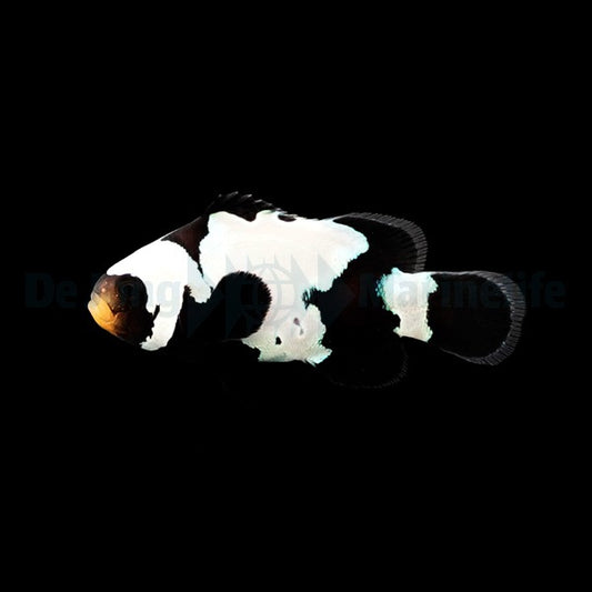 Ocellaris-Anemonenfisch „Black Premium Snowflake“ – Amphiprion ocellaris (Black Premium Snowflake, Nachzucht)