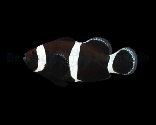 Darwin-Ocellaris-Anemonenfisch – Amphiprion ocellaris (Darwin, Nachzucht)