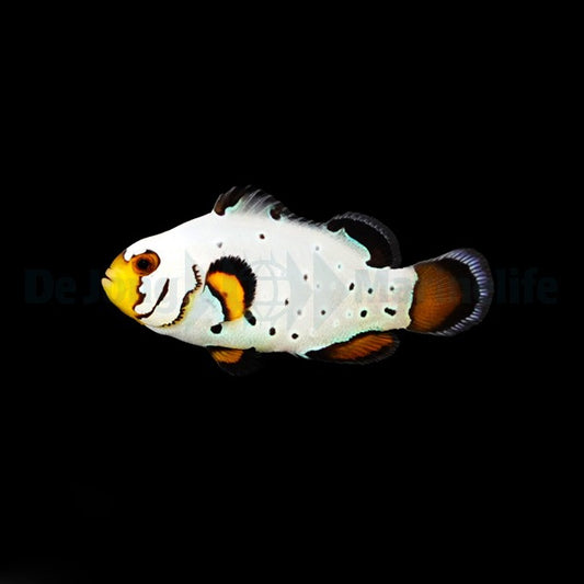 Ocellaris-Anemonenfisch „Frostbite“ – Amphiprion ocellaris Nachzucht