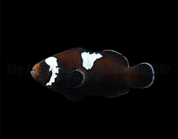 Ocellaris-Anemonenfisch „Midnight Lightning“ – Amphiprion ocellaris