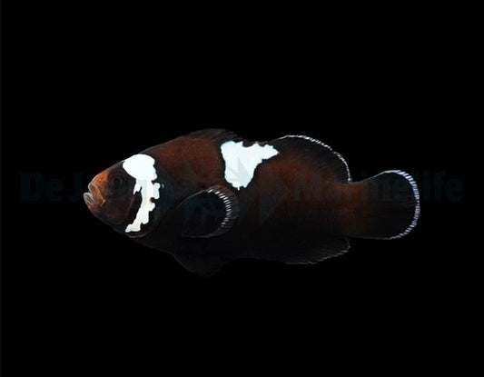 Ocellaris-Anemonenfisch „Midnight Lightning“ – Amphiprion ocellaris