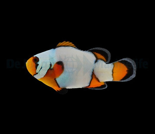 Ocellaris-Anemonenfisch „Premium Snowflake“ – Amphiprion ocellaris