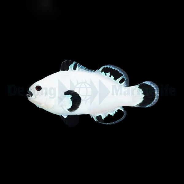 Ocellaris-Anemonenfisch „Snow Storm“ – Amphiprion ocellaris