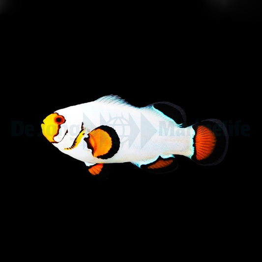 Amphiprion ocellaris (Wyoming White)